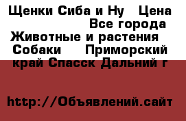 Щенки Сиба и Ну › Цена ­ 35000-85000 - Все города Животные и растения » Собаки   . Приморский край,Спасск-Дальний г.